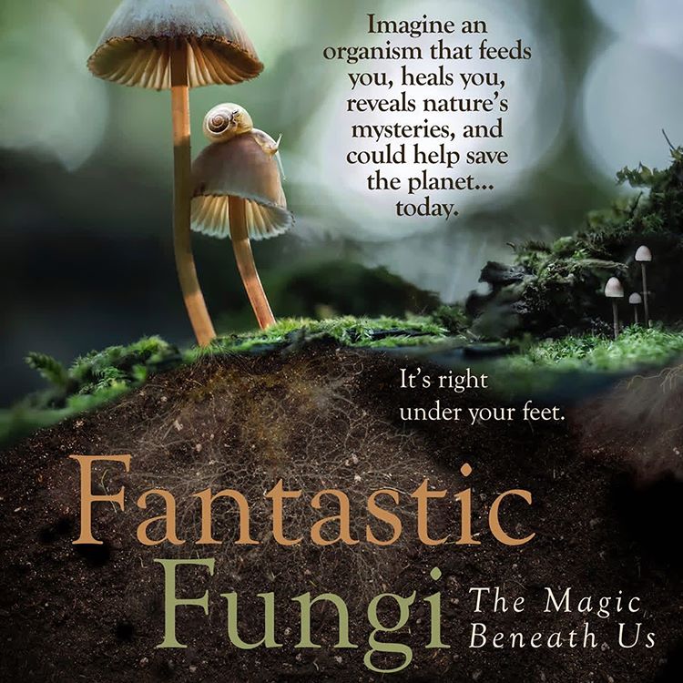 Fantastic fungi on sale